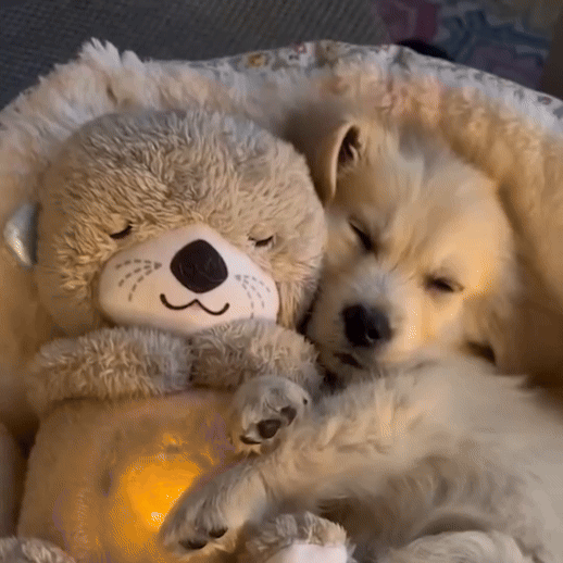 Otter Calm® Nutria anti estrés para mascotas – Homexpress