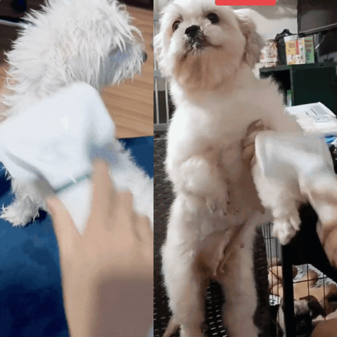 PetCare® Cepillo Secador Silencioso para Mascotas – Homexpress